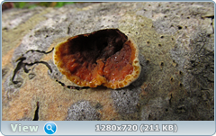 0_10b5d8_f232468e_orig.png