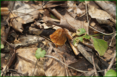 0_e1d94_c6f61357_orig.png