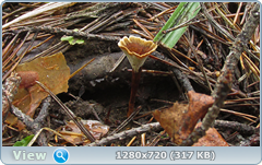 0_fc4c7_e542627f_orig.png