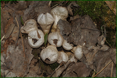 0_e3024_d605cc34_orig.png