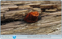 0_102943_d90bca88_orig.png