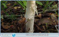 0_110276_36d5bb94_orig.png