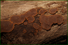 0_e09a1_15763a51_orig.png