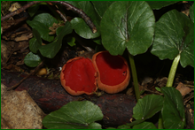 0_e0a57_60cb715_orig.png