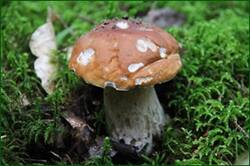 0_1282e5_b0493f4d_orig.jpg