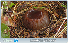 0_1037d7_bf428453_orig.png