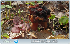 0_104c9d_1fd27c5a_orig.png