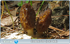 0_1068d0_bb4e29de_orig.png