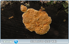 0_10b5f1_270bfedd_orig.png