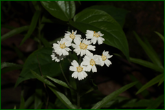 0_e4493_c3b1a6a_orig.png