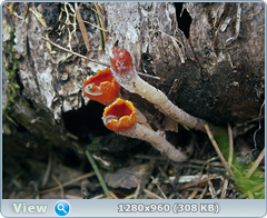 0_101eb9_39fca036_orig.png