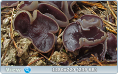 0_105969_26159479_orig.png