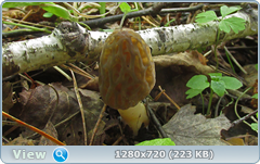 0_10647d_575993a5_orig.png