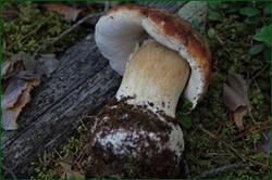 0_12b03c_928b57b3_orig.jpg
