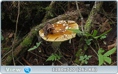0_10c708_a5b74f8f_orig.png
