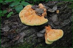0_121625_ec142f71_orig.jpg