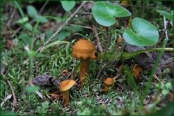 0_1282a9_64871e77_orig.jpg