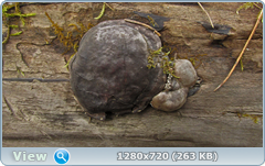 0_10294f_b2c64de7_orig.png