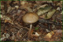 0_e3fce_4ba85177_orig.png