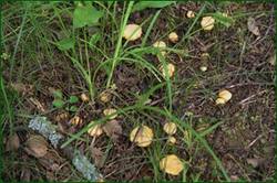 0_1244c4_489cf809_orig.jpg