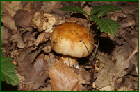 0_e61d8_87085c89_orig.png