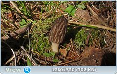 0_106481_f6dd5edd_orig.png