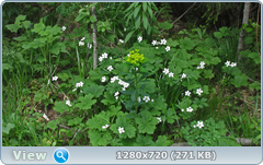 0_106aba_4873a63d_orig.png