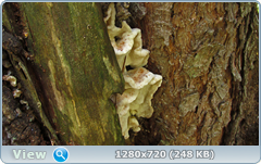 0_11230a_198fae7a_orig.png