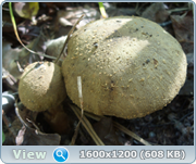 0_14c450_4d53f235_orig.png