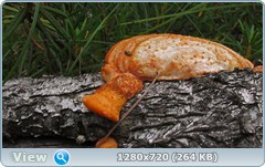 0_10a345_fa31bcb9_orig.png