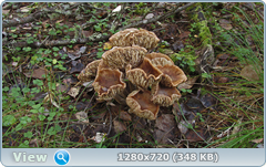 0_112a9a_80eeb10a_orig.png
