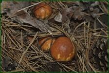 0_ea306_99b8d75f_orig.jpg