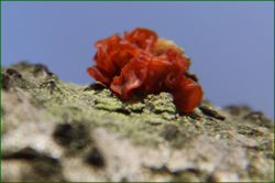 0_11c165_f5260d38_orig.png