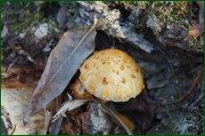 0_c5d85_40c28ac4_orig.jpg