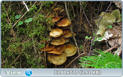 0_e934d_fa45bdb4_orig.png