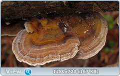 0_f6e50_51981954_orig.png