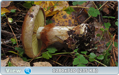 0_f14d9_524f44af_orig.png