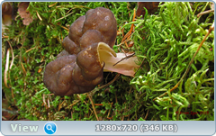 0_e956a_f019daf4_orig.png