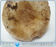 0_131249_cbc3d636_orig.png