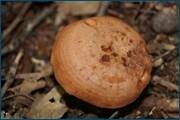 0_d0918_9cf1ff2_orig.jpg