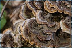 0_ccae4_b2944ddb_orig.jpg