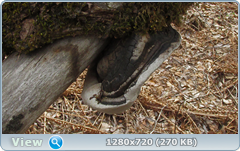 0_103e33_6a6613e9_orig.png