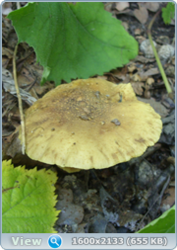 0_14c432_9a61cc29_orig.png