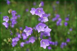 0_126811_6f110625_orig.jpg