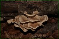 0_e5e14_11bade70_orig.png