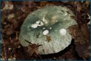 0_d2a3c_bb767ac0_orig.jpg