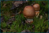 0_d5e51_f424869a_orig.jpg