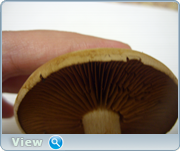 0_1305c7_57682751_orig.png