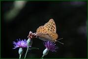 0_ed61e_3b2f80d4_orig.jpg