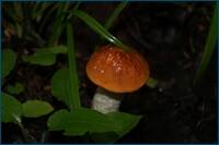 0_d4d56_86c79212_orig.jpg
